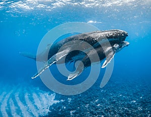Humpback Whale in Tonga photo