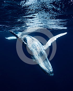 Humpback Whale in Tonga photo