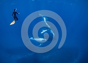 Humpback Whale in Tonga