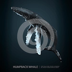 Humpback Whale Under the Sea