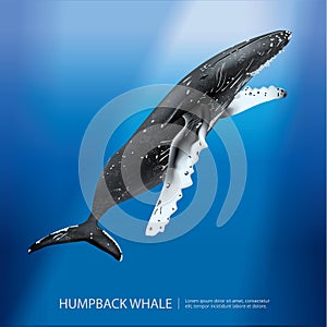 Humpback Whale Under the Sea