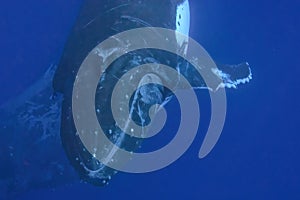 Humpback whale underwater in tonga vavau island polynesia photo