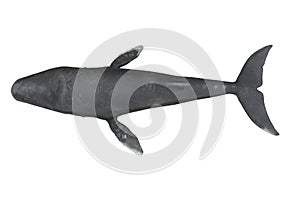 Humpback whale viewed from above. 3D rendering isolated on white background