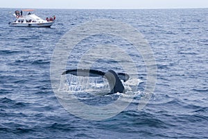 Humpback whale watching in the coast of Ecuador photo