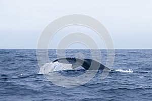 Humpback whale watching in the coast of Ecuador photo