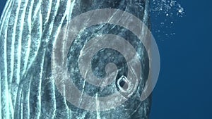 Humpback whale waves its fin and shows its nose above water surface in ocean.