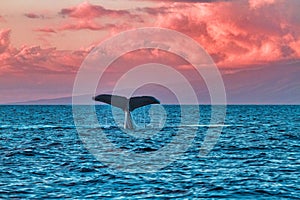 Humpback whale waving img