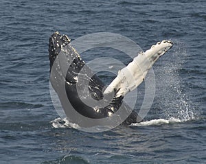 Humpback whale waving