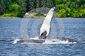 Humpback Whale Waving Pectoral Fin