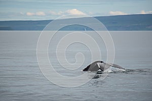 Humpback whale. Whale watching in Husavik, North Iceland.