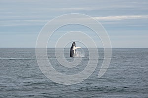 Humpback whale. Whale watching in Husavik, North Iceland.