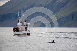 Humpback whale. Whale watching in Husavik, North Iceland.