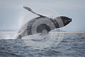 Humpback Whale photo