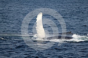 Humpback Whale wing in Atlantic near Boston
