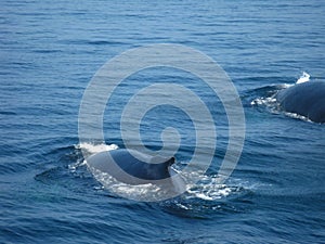 Humpback whales