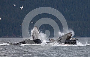 Humpback whales photo