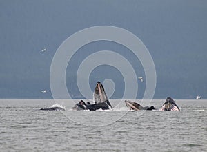 Humpback Whales