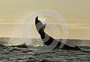 Humpback whales