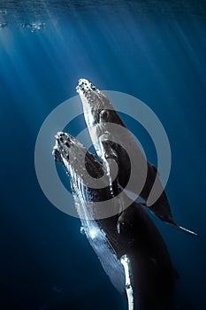 Humpback whales photo