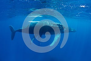 Humpback Whales in Blue Water