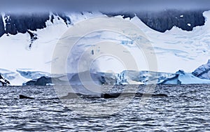 Humpback Whales Breathing Glaciers Charlotte Harbor Antarctica