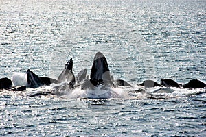 Humpback whales bubble-net feeding