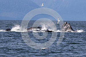 Humpback Whales Bubble Net Feeding