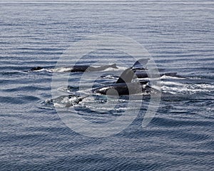 Humpback Whales Diving