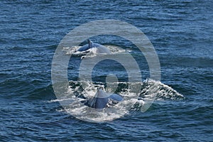 Humpback whales diving