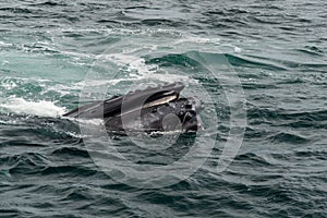 Humpback Whales Feeding