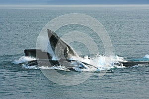 Humpback Whales Feeding