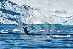 Humpback whales feeding among giant icebergs, Ilulissat, Greenland