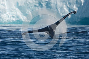 Humpback whales feeding among giant icebergs, Ilulissat, Greenland