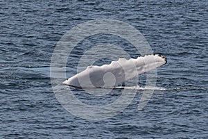 Humpback whales with flipper slapping water