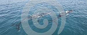 Humpback Whales at Hervey Bay Australia