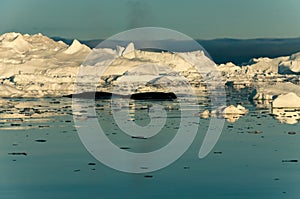 Humpback whales among the icebergs, Ilulissat icefjord, Disko bay, west Greenland