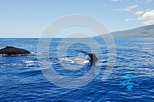 Humpback Whales in Lahaina, Maui (Hawaii)