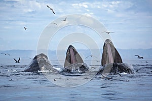 Humpback Whales Lunge Feeding