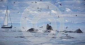 Humpback Whales Lunge Feeding