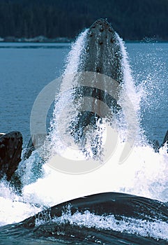 Humpback whales lunge feeding