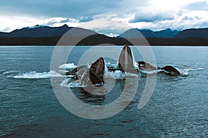 Humpback whales lunge feeding (Megaptera novaeangliae), Alaska,