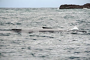 Humpback whales in Machalilla National Park