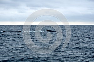 Humpback whales in Machalilla National Park