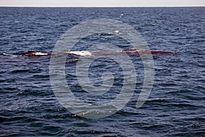 Humpback whales in Machalilla National Park