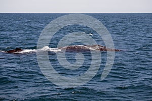 Humpback whales in Machalilla National Park