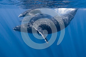 Humpback Whales in Maui