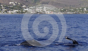 humpback whales (megaptera novaeangliae) in the Indian ocean near Saint Gilles, Reunion photo