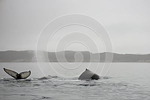 Humpback whales, Megaptera novaeangliae photo