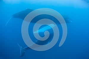 Hrb veľryby 