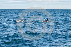 Humpback Whales offshore of Boston, MA, USA in the Atlantic Ocean photo